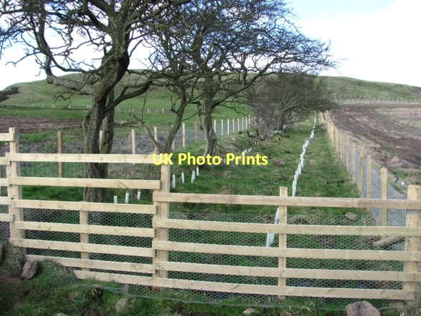 Photo 6"x4" Hedges, Carnbee Carnbee c2011