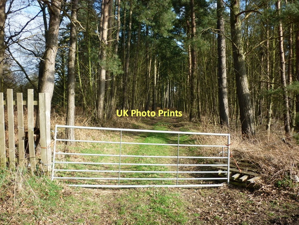 Photo 6"x4" A track leading to Oldflat Wood Everingham c2011