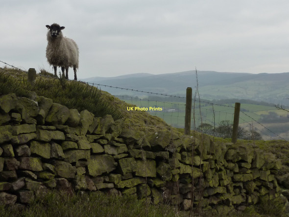 Photo 6"x4" High level sheep Buxworth c2011