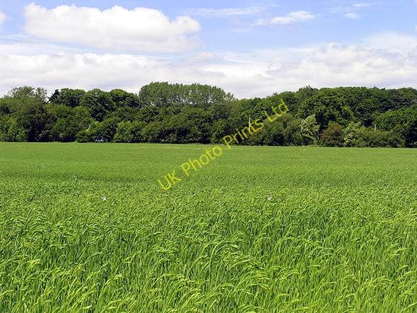 Photo 6"x4" Barley Field near Bradfield Bradfield\/SU6072 c2005