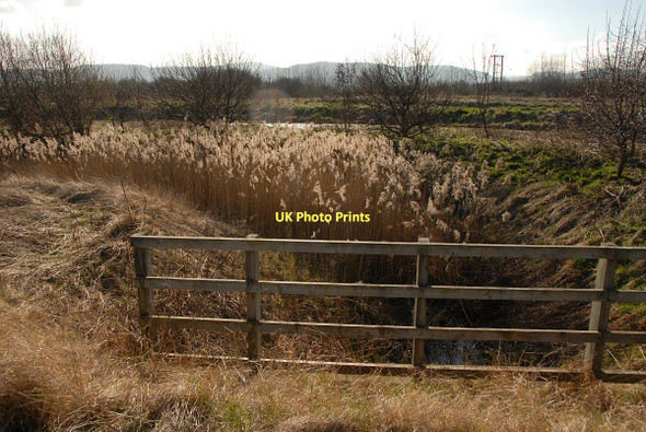 Photo 6"x4" Reed filled ditch Towyn\/SH9779 c2011