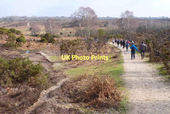 Photo 6"x4" New Forest Walk Bisterne Close c2011