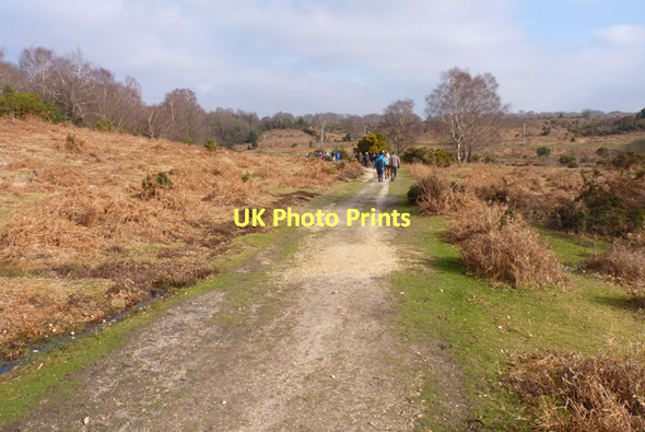 Photo 6"x4" New Forest Walk Bisterne Close c2011 P1