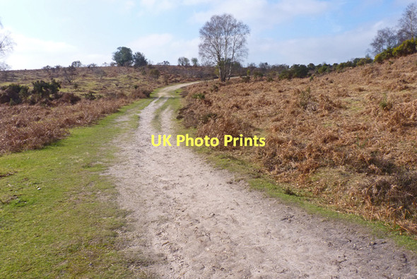Photo 6"x4" New Forest Heathland Bisterne Close c2011
