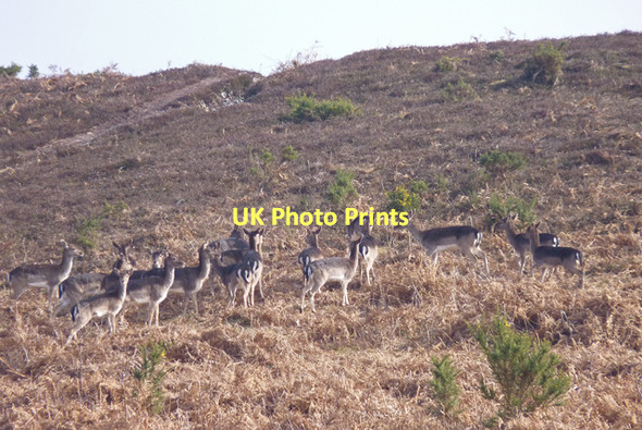Photo 6"x4" New Forest Deer Herd Bisterne Close c2011