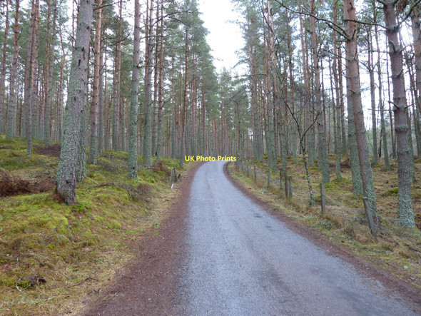 Photo 6"x4" The road to Speybank Kincraig\/NH8305 c2011