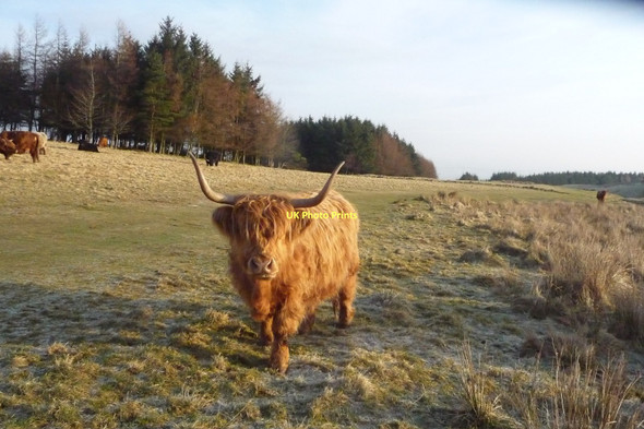 Photo 6"x4" Highland cow in Gleniffer Braes Johnstone\/NS4362 c2011