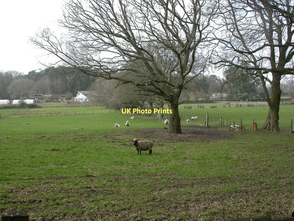 Photo 6"x4" Gotham, sheep grazing Gotham\/SU0811 c2011