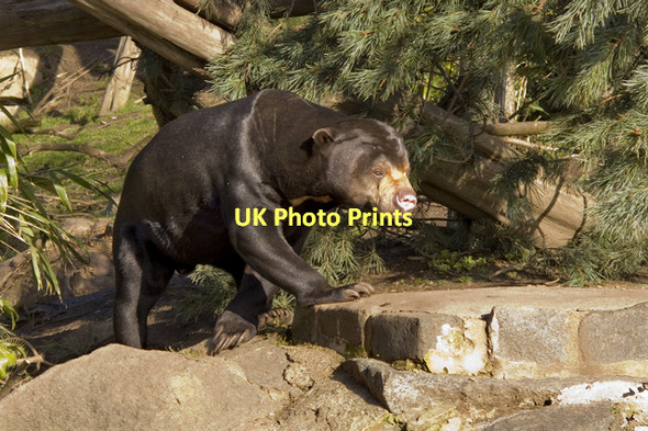 Photo 6"x4" Sun Bear, Edinburgh Zoo Murrayfield\/NT2173 c2011