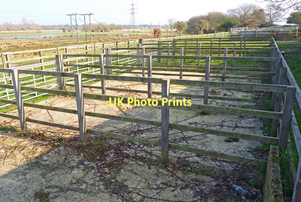 Photo 6"x4" Livestock Pens at Coward's Marsh Christchurch\/SZ1592 c2011
