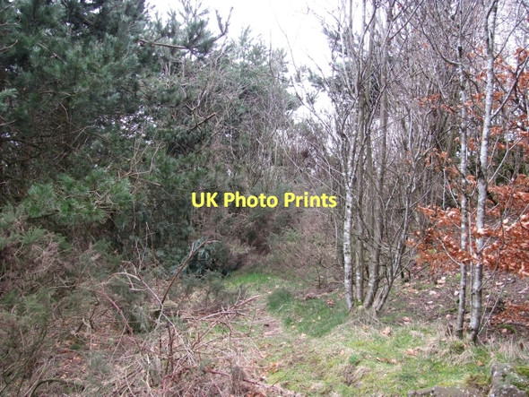 Photo 6"x4" Woodland, Craigmarloch Blackwood\/NS7274 c2011