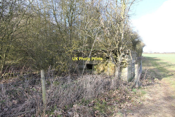 Photo 6"x4" Tree by the pillbox Chilton\/SU4885 c2011