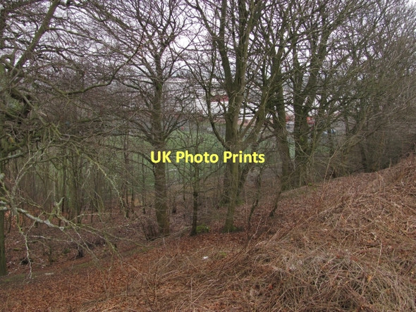 Photo 6"x4" Woodland, Broadwood Blackwood\/NS7274 c2011