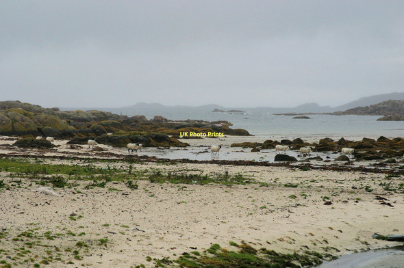 Photo 6"x4" Sheep on Fidden Beach. Fionnphort c2003