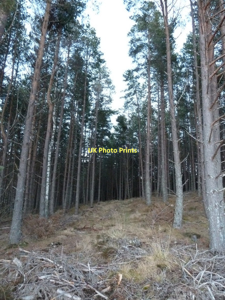 Photo 6"x4" Vague path in forestry on slopes of Creag Dhubh Inveruglass c2011