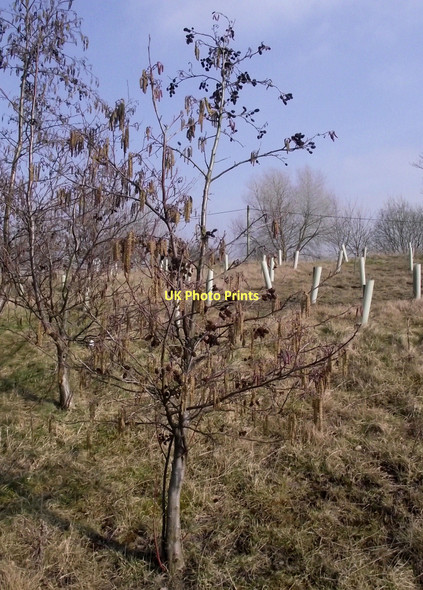 Photo 6"x4" Common Alder on Brindley Meadow Lane Ends\/SJ8754 c2011