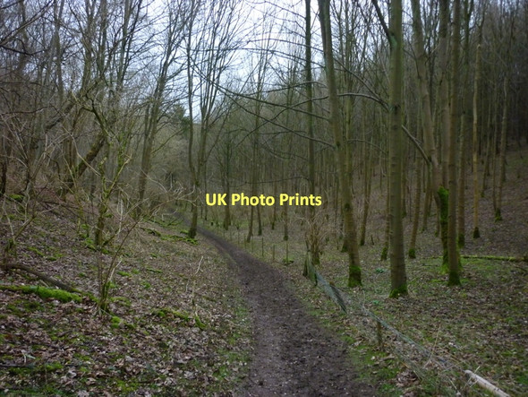 Photo 6"x4" The Wolds Way in Low Hunsley Plantation High Hunsley c2011