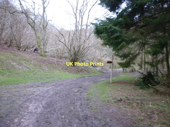 Photo 6"x4" A path junction in Low Hunsley  Plantation High Hunsley c2011