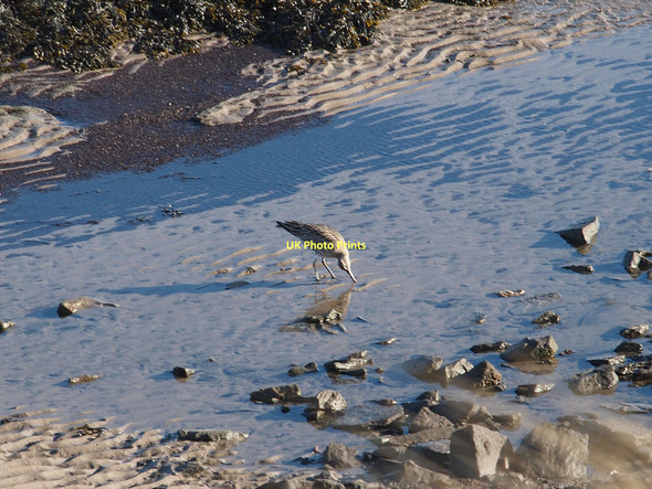 Photo 6"x4" Curlew feeding Earlsferry c2011