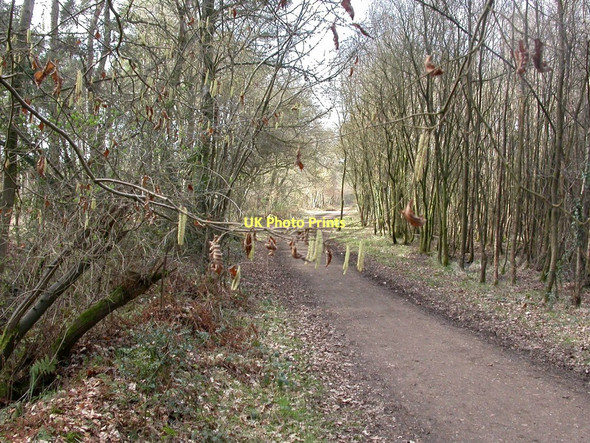 Photo 6"x4" Uddens Plantation, catkins Ameysford c2011