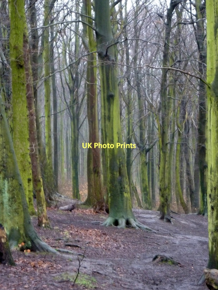 Photo 6"x4" Beech trees in West Wood Staveley\/SK4374 c2011
