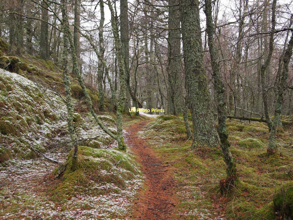 Photo 6"x4" Woodland below Lord Melville's monument Comrie\/NN7722 c2011