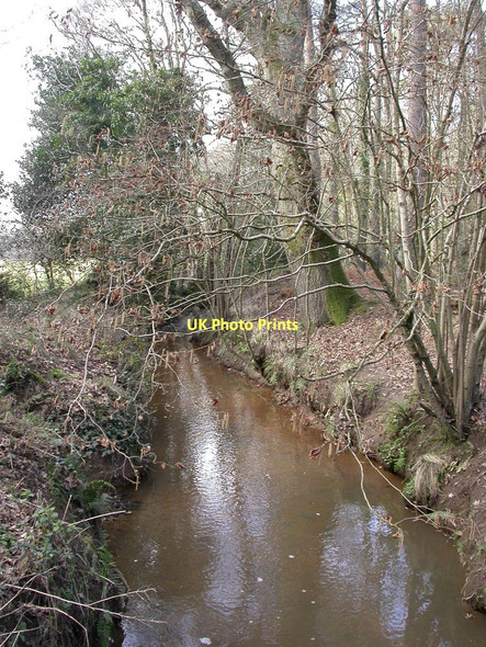 Photo 6"x4" Uddens Plantation, Uddens Water Ameysford c2011