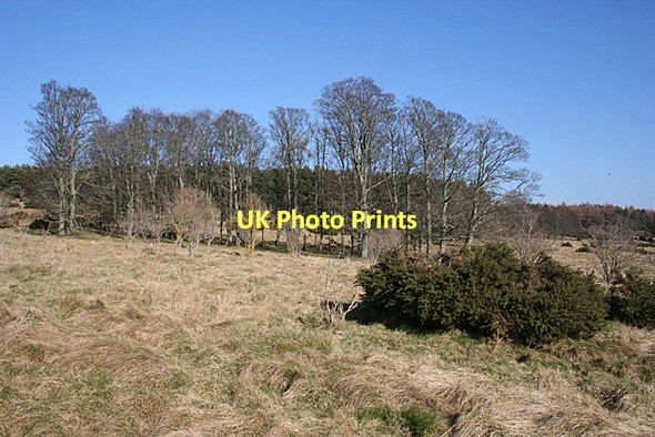 Photo 6"x4" A Small Clump of Trees Newton\/NJ1663 c2011