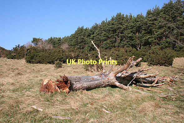Photo 6"x4" Fallen Tree Newton\/NJ1663 c2011