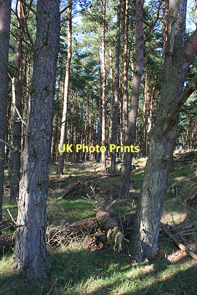 Photo 6"x4" Carden Hill Newton\/NJ1663 c2011