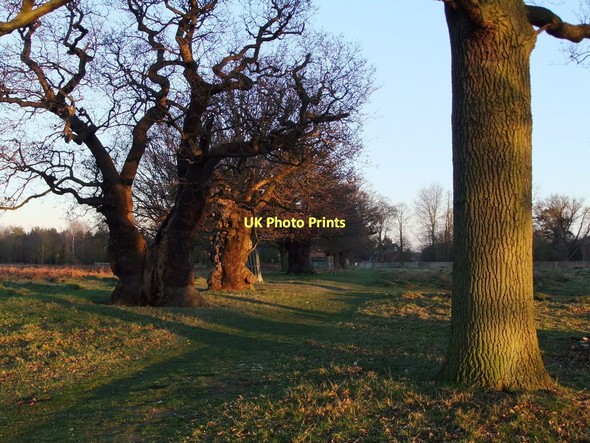 Photo 6"x4" Ancient oaks west of Holly Lodge, Richmond Park Richmond\/TQ1874 c2011