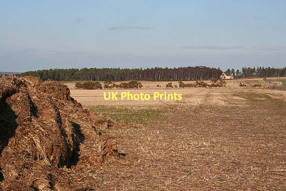 Photo 6"x4" Near Brodieshill Coltfield c2011