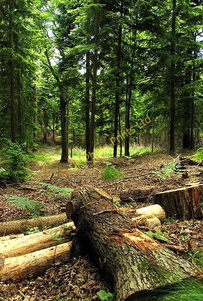 Photo 6"x4" Inside Greathouse Wood Bradfield\/SU6072 c2005