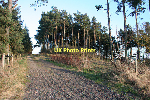 Photo 6"x4" Woods at Middle Buthill College of Roseisle c2011