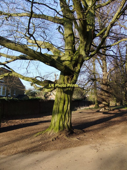 Photo 6"x4" Trees near Cambrian Road Gate, Richmond Park (1) Richmond\/TQ1874 c2011