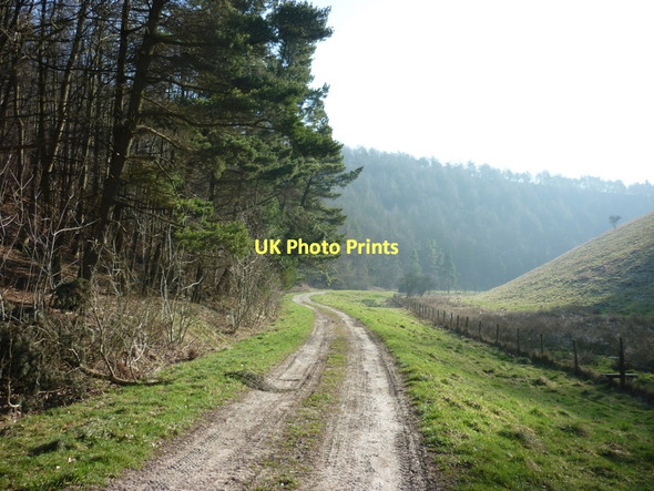 Photo 6"x4" Up Deep Dale towards Mingledale Plantation Bishop Wilton c2011