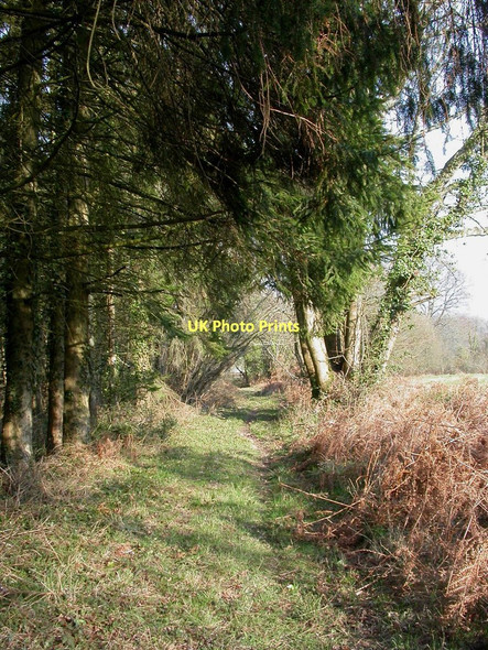 Photo 6"x4" Woodlands, footpath Sutton Holms c2011