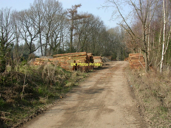 Photo 6"x4" Woodlands, timber Sutton Holms c2011