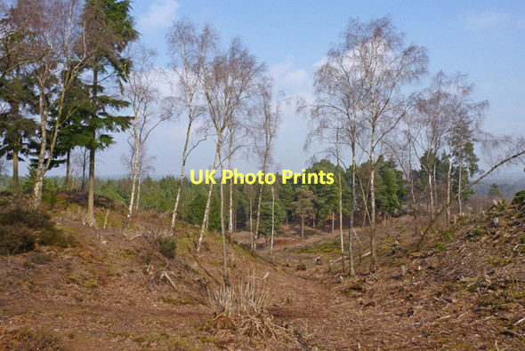 Photo 6"x4" Silver Birch Trees on Ramsdown Plantation Blackwater\/SZ1395 c2011
