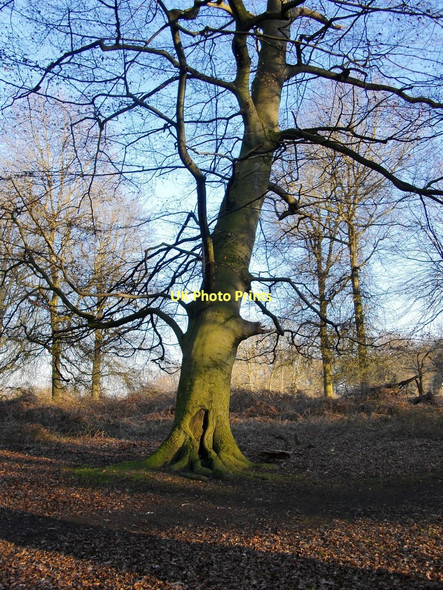 Photo 6"x4" Trees near Cambrian Road Gate, Richmond Park (2) Richmond\/TQ1874 c2011