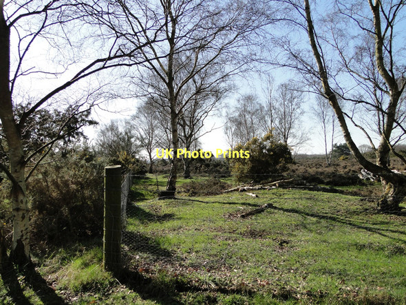 Photo 6"x4" Heathland at Snape Warren Gromford c2011