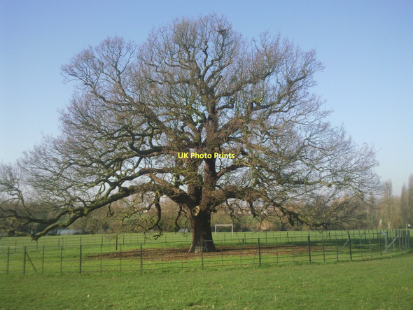 Photo 6"x4" The Charter Oak, Danson Park Bexley c2011