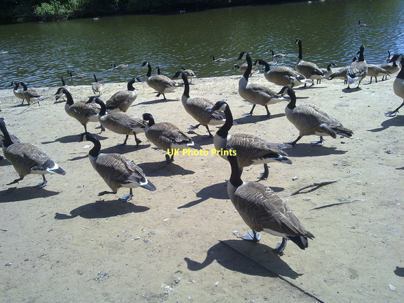 Photo 6"x4" Geese at Heaton Park Prestwich c2010