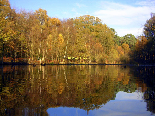 Photo 6"x4" Autumn in Burnham Beeches East Burnham c2010