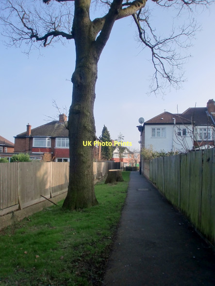 Photo 6"x4" Oak Tree by Footpath to Oakwood Park, London N14 Southgate\/TQ3094 c2011