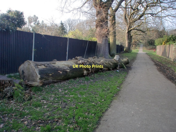 Photo 6"x4" Fallen Tree, Footpath to Oakwood Park, London N14 Southgate\/TQ3094 c2011