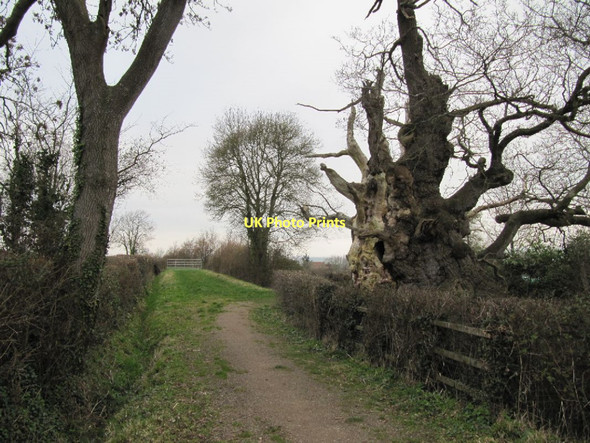 Photo 6"x4" The Old Oaks Glastonbury c2011