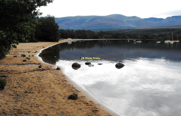 Photo 6"x4" Loch Morlich Reindeer Ho c2010