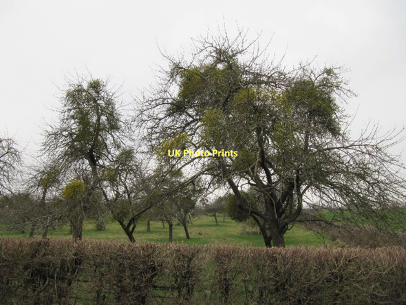 Photo 6"x4" Orchard along Wick Lane Glastonbury c2011