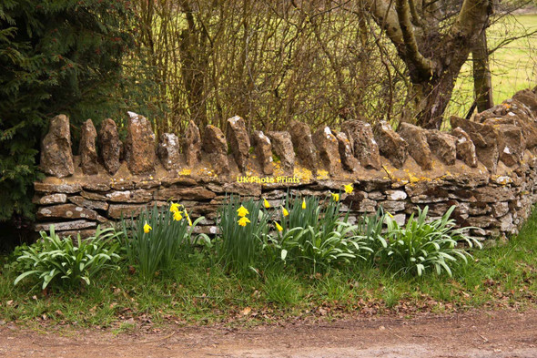 Photo 6"x4" Daffodils by the wall Cothill\/SU4699 c2011
